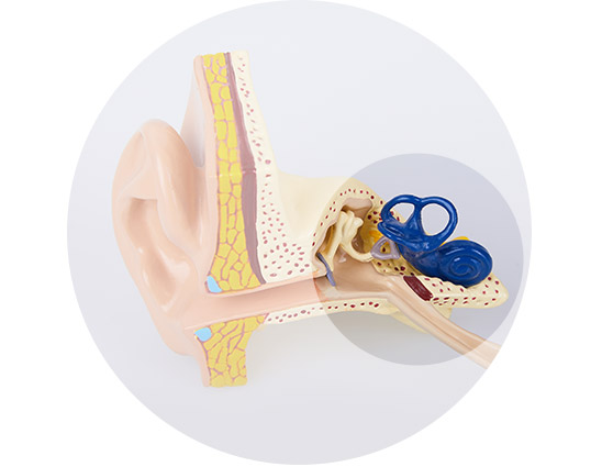 Schéma de l’anatomie de l’oreille interne avec cochlée bleue et structures environnantes.