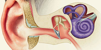 Ilustración anatómica de un oído humano muestra el pabellón auricular, canal auditivo, tímpano, huesecillos (martillo, yunque, estribo) y cóclea en detalle, destacando la estructura interna auditiva.