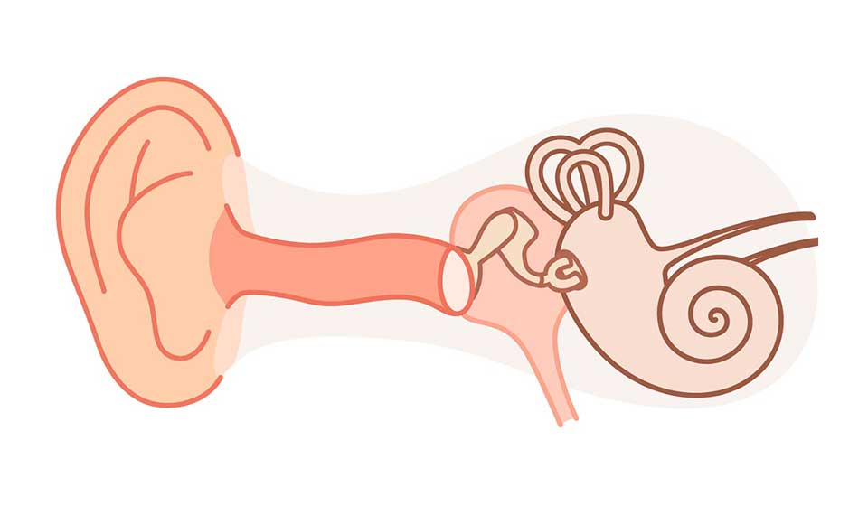 Ilustración anatómica de un oído humano mostrando oreja externa, canal auditivo, huesecillos del oído medio y cóclea en un estilo simplificado. Fondo blanco, sin texto visible.