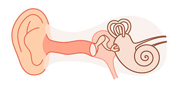 Ilustración anatómica de un oído humano que detalla el pabellón auricular, el conducto auditivo, el tímpano y la cóclea, destacando el sistema auditivo en un contexto educativo. Sin texto visible.