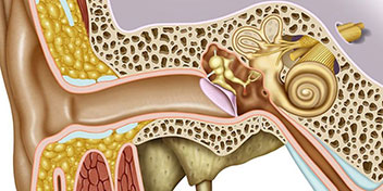 Ilustración anatómica de un oído humano mostrando el canal auditivo, tímpano, huesecillos, cóclea y estructuras internas. Contexto clínico relacionado con audición, posible uso en pruebas auditivas o audífonos.