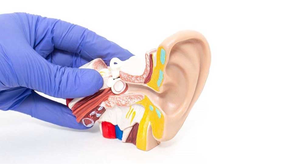 Un modelo anatómico de oído humano, sostenido por una mano con guante azul, muestra estructuras internas y externas del oído. Fondo blanco enfatiza detalles educativos para clínicas auditivas.