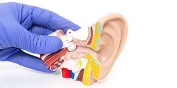 Una mano enguantada sostiene un modelo anatómico del oído humano, mostrando estructuras internas en detalle. El fondo es blanco, sugiriendo un entorno de clínica auditiva o audiología.