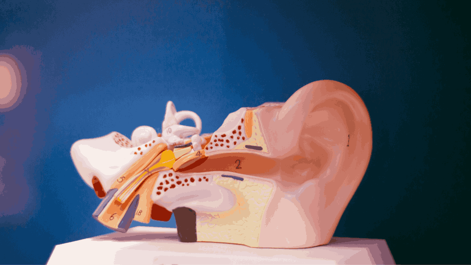 Un modelo anatómico detallado del oído humano exhibe la estructura interna y externa, incluyendo canal auditivo, cóclea y nervios, sobre una base blanca en un fondo azul profesional.