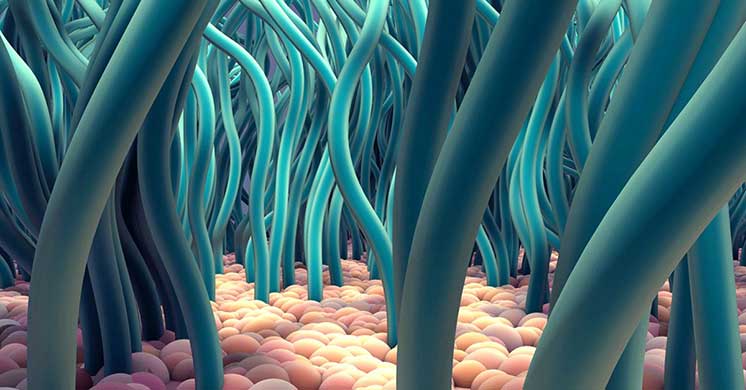 Representación artística de células ciliadas sensoriales dentro del oído interno, mostrando filamentos largos y flexibles (cilios) sobre una superficie celular rosada, encargadas de procesar sonidos en el sistema auditivo.