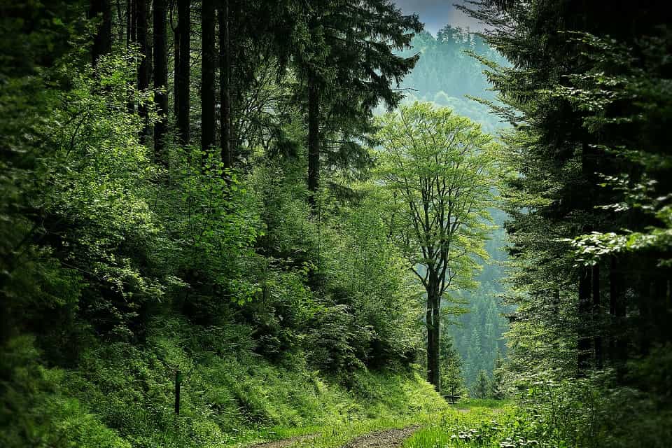 Une forêt luxuriante