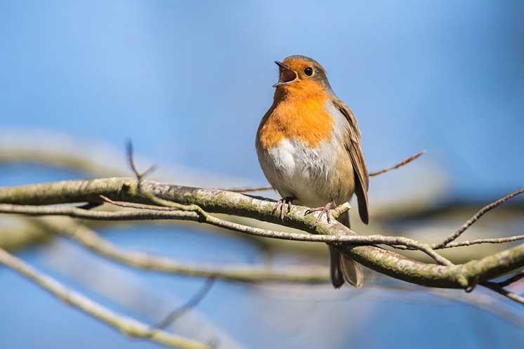 Un rouge-gorge chante sur une branche par une journée ensoleillée.