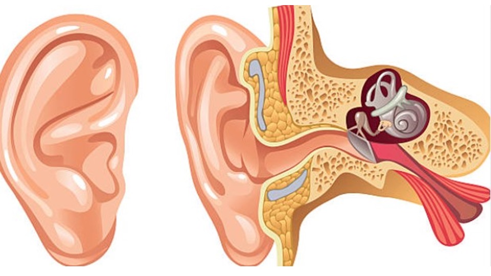 Schéma détaillé de l’anatomie de l’oreille, montrant l’oreille externe, moyenne et interne.