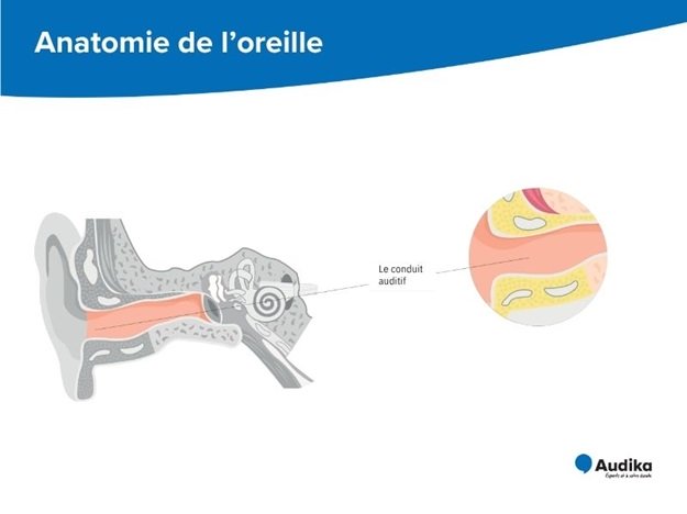 Un schéma du conduit auditif avec les différentes parties