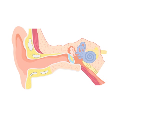 Schéma anatomique de l'oreille humaine détaillant les différentes parties et leur rôle dans l'audition.