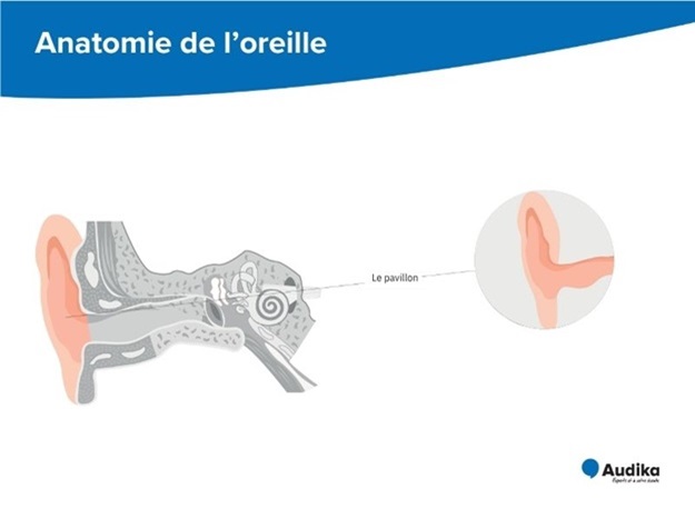 Un schéma du pavillon de l'oreille avec les différentes parties