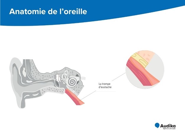 Schéma anatomique de la trompe d’Eustache mettant en évidence ses différentes parties.