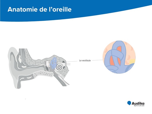 Schéma de l’anatomie du vestibule et de ses différentes parties de l’oreille interne