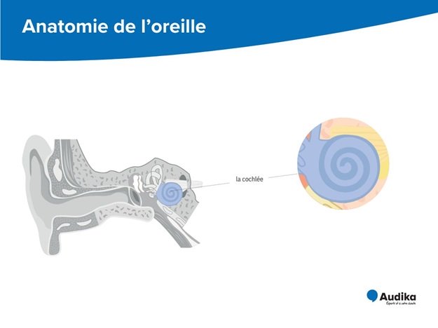 Schéma anatomique de l’oreille mettant en évidence la cochlée et ses différentes parties.
