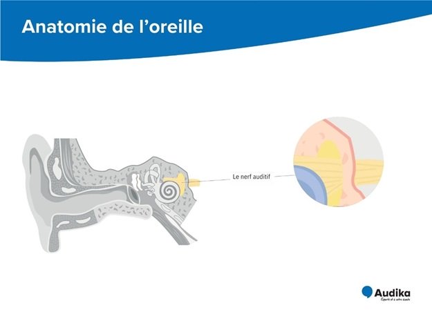 Schéma anatomique du nerf auditif et de ses structures détaillées