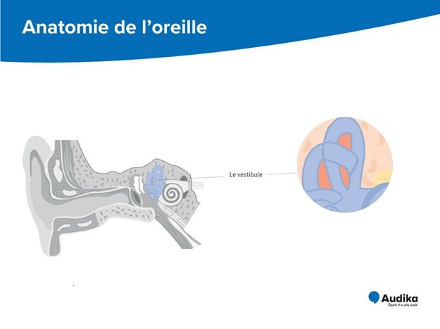 Schéma de l’anatomie du vestibule et de ses différentes parties de l’oreille interne