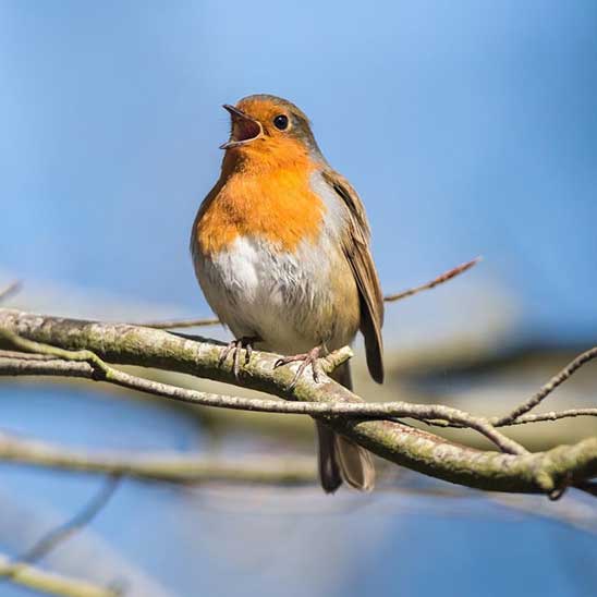 Rouge-gorge chantant sur une branche avec un ciel bleu en arrière-plan
