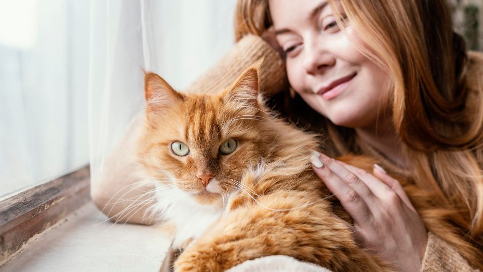 Gatto arancione accarezzato vicino a una finestra, simbolo di tranquillità e benessere.