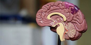 Model van menselijke hersenen met focus op de relatie tussen gehoor en cognitieve processen.