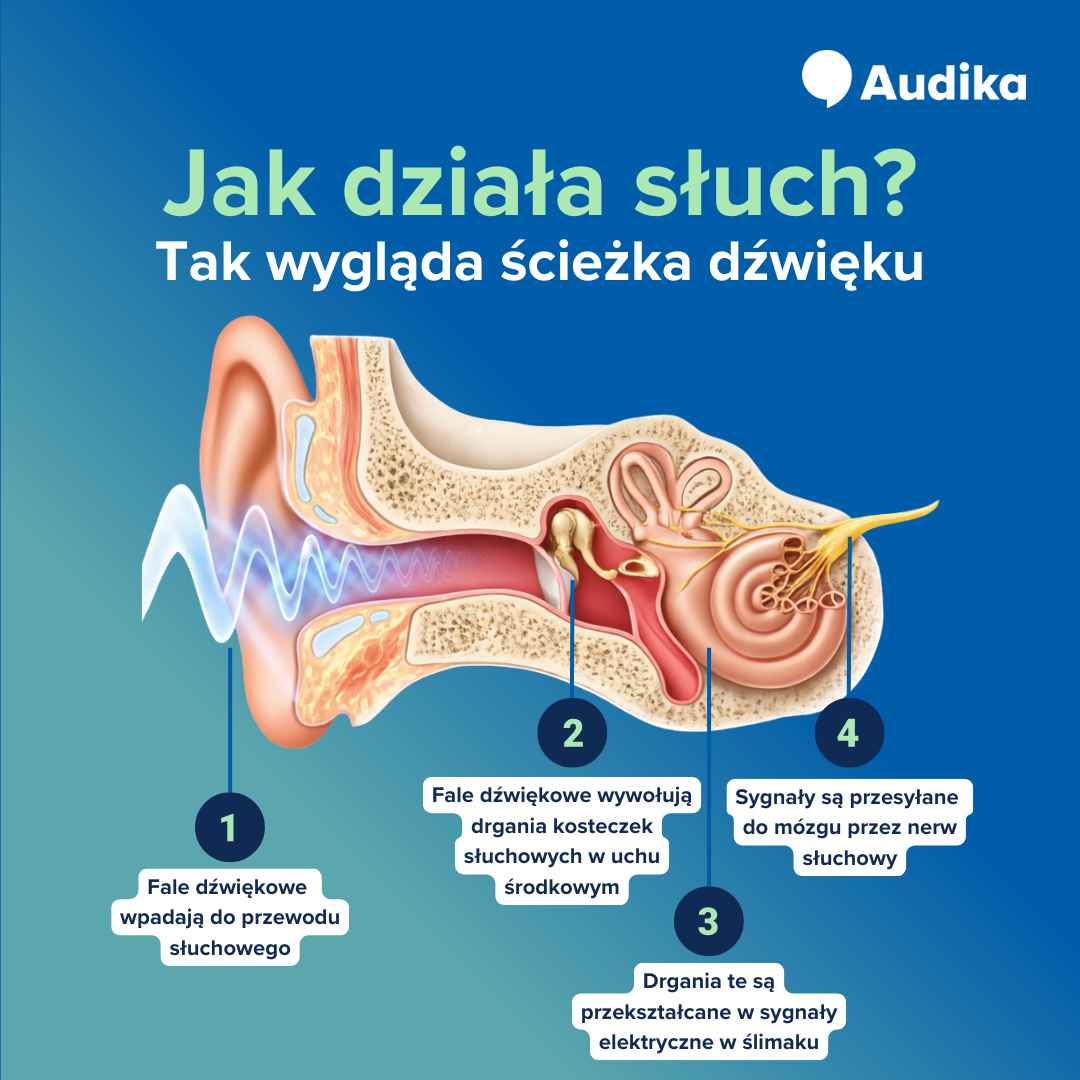 Budowa ucha – rysunek procesu słyszenia.