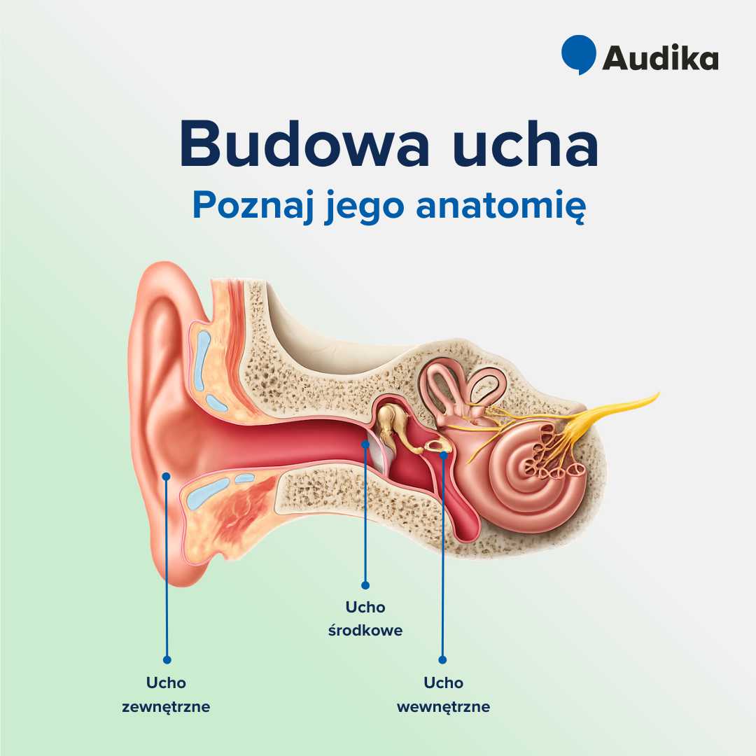 Budowa ucha – rysunek ucha zewnętrznego, środkowego i wewnętrznego.