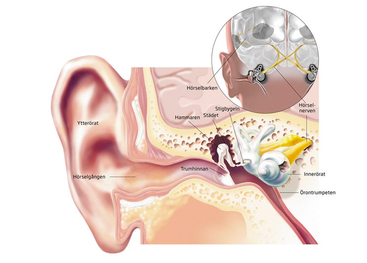  Diagram över örats anatomi med etiketter för ytterörat, hörselgången, trumhinnan, innerörat, hörselnerven och hörselbarken.