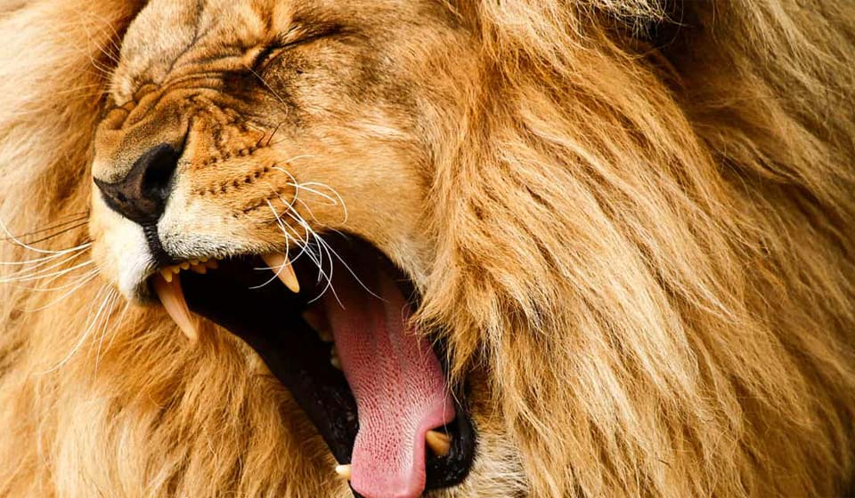 Roaring lion with mouth open wide, displaying sharp teeth and detailed golden mane.