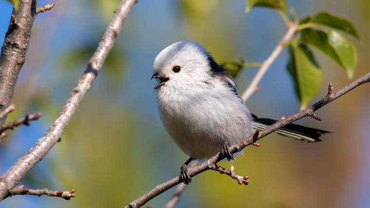 A small, fluffy long-tailed tit perches on a slender tree branch, singing amidst a backdrop of vibrant green leaves and clear blue sky, evoking a tranquil natural setting.