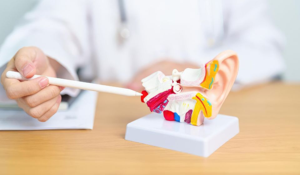 Audiologist pointing at a miniature anatomical ear