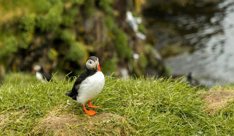 A puffin bird standing on grass while outside surrounded by nature