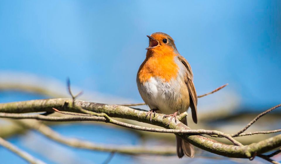 A robin standing on a tree branch singing its birdsong