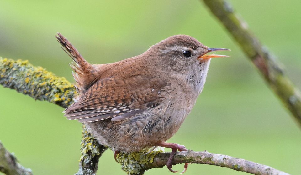 A photograpgh of a brown wren with its mouth open singing while on a tree branch