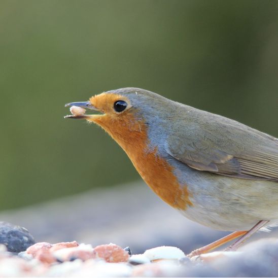 A small Robin bird eating a seed while surrounded by birdseed
