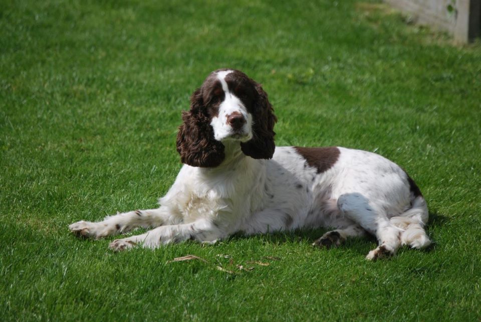 Hearing dog Luna, a brown and white spaniel, relaxing on a lush green lawn.