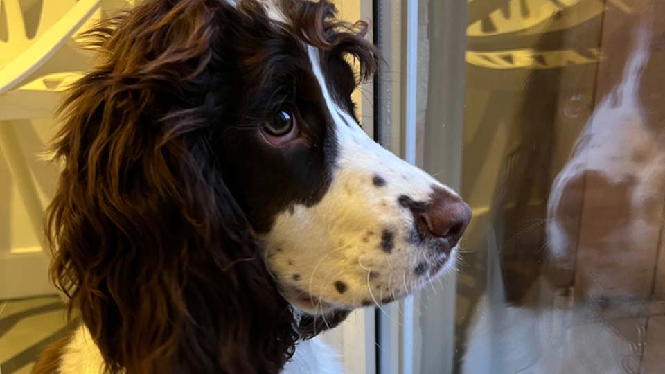 A brown-and-white dog with wavy fur looks intently through a glass door, its reflection visible. Indoors, warm lighting highlights nearby decorative furniture suggesting a cozy home environment.