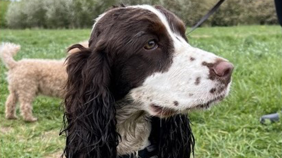 Hearing Dog