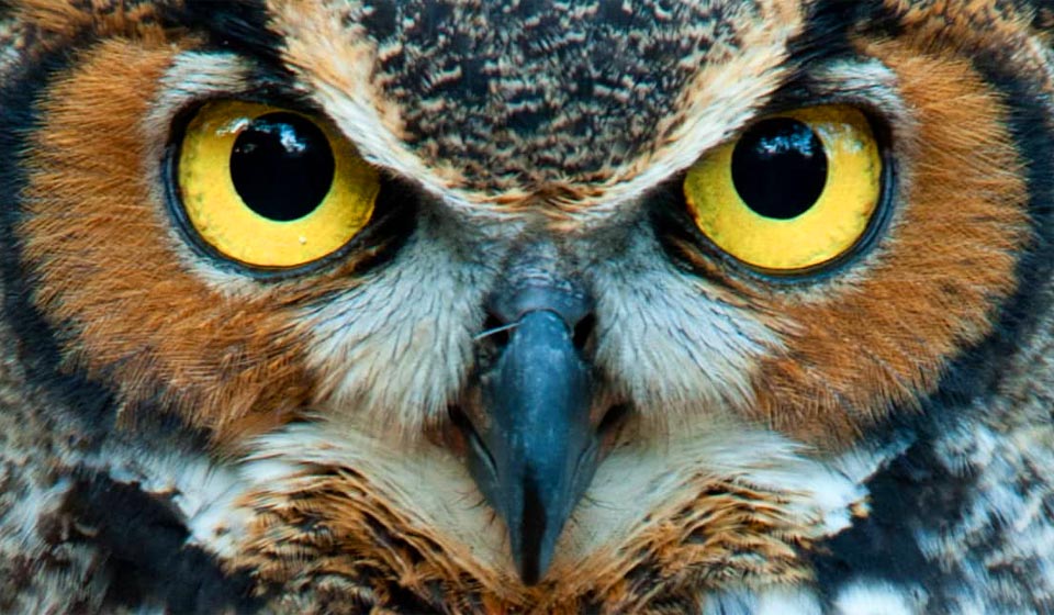 Close-up of a great horned owl with vivid yellow eyes and detailed facial feathers.