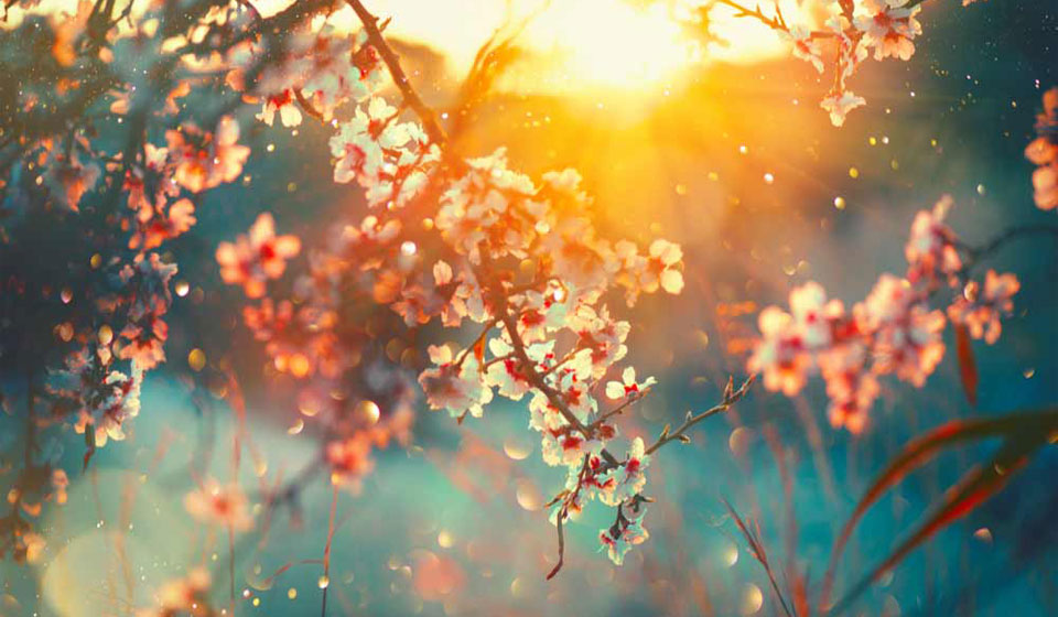 Blossoming spring flowers glowing in warm sunlight.