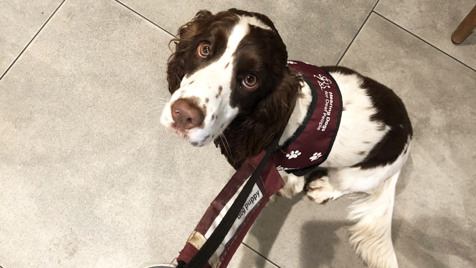 Hearing assistance dog wearing a maroon vest with text indicating it supports deaf or hard-of-hearing individuals, sitting on a tiled floor and looking up.