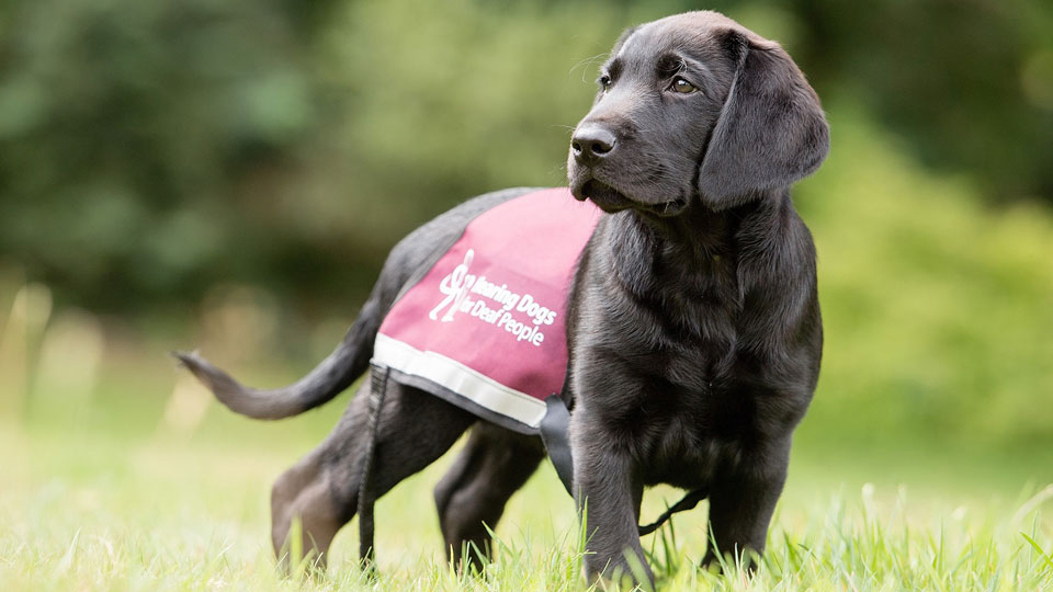 Hearing dogs puppy wearing a maroon vest outdoors