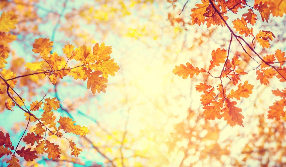Autumn leaves on tree branches with sunlight filtering through.