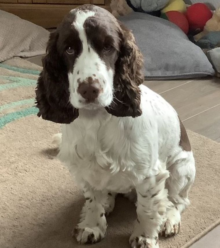 Hearing Dog Luna