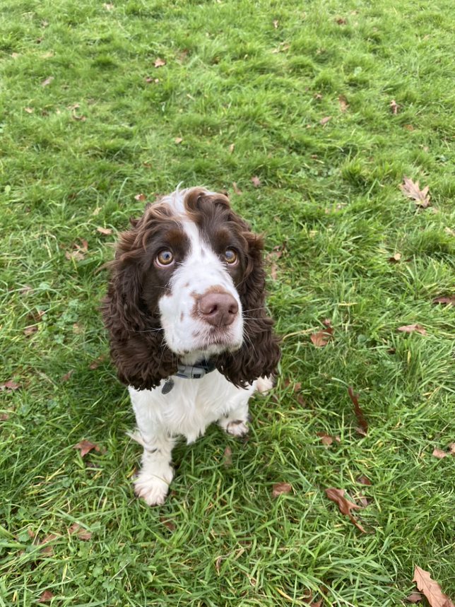 A brown and white Springer Spaniel sits attentively on lush green grass, gazing upward with curious eyes. Fallen leaves scatter across the surrounding park environment.