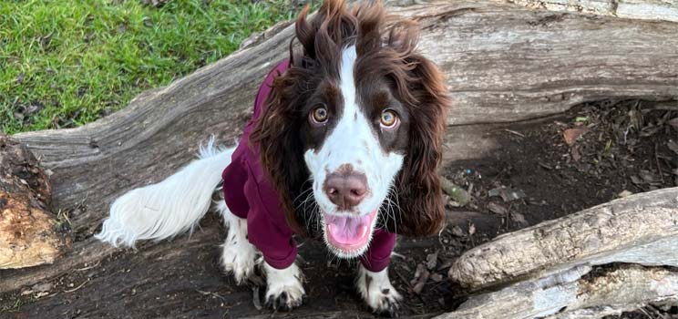 A brown-and-white spaniel wearing a purple sweater sits alertly on a fallen tree trunk, surrounded by grass and earthy terrain, gazing upwards with an open-mouthed, happy expression.