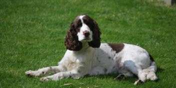 Hearing dog Luna lying on green grass.
