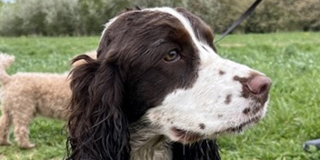 Hearing Dog