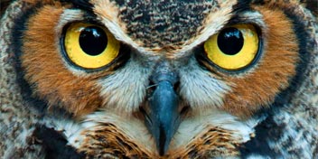 Close-up of an owl’s face showcasing sharp vision and keen hearing abilities.