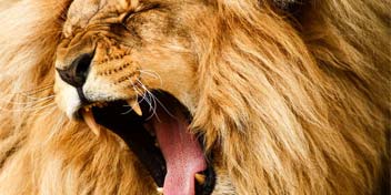 Roaring lion showcasing its open mouth and sharp teeth.