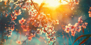 Blossoming spring flowers bathed in warm sunlight, evoking a sense of renewal and tranquility.