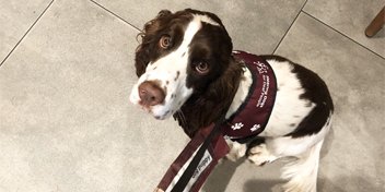 Hearing assistance dog wearing a maroon vest looking up attentively.